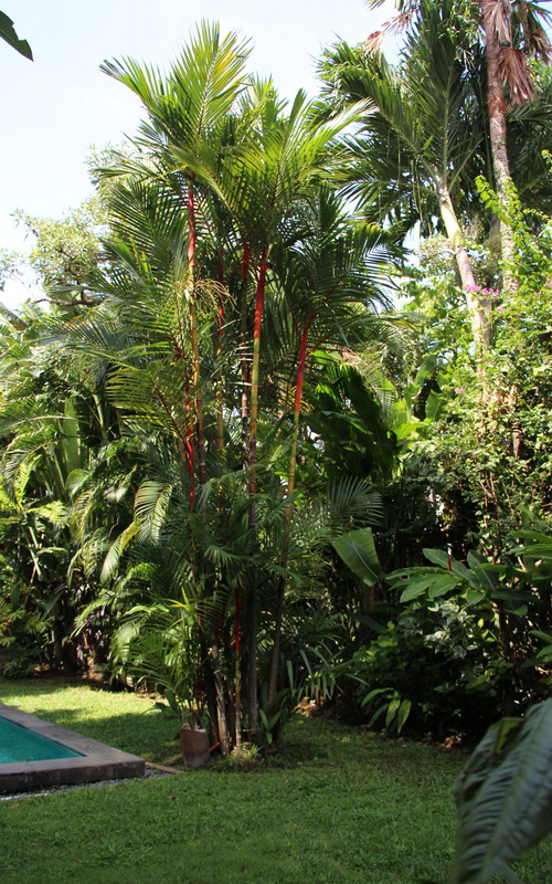 Villa Casa Bali tropical garden-02 emperor palm